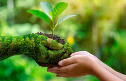 From Chemicals to Cow-Based Farming: Dang’s Organic Revolution