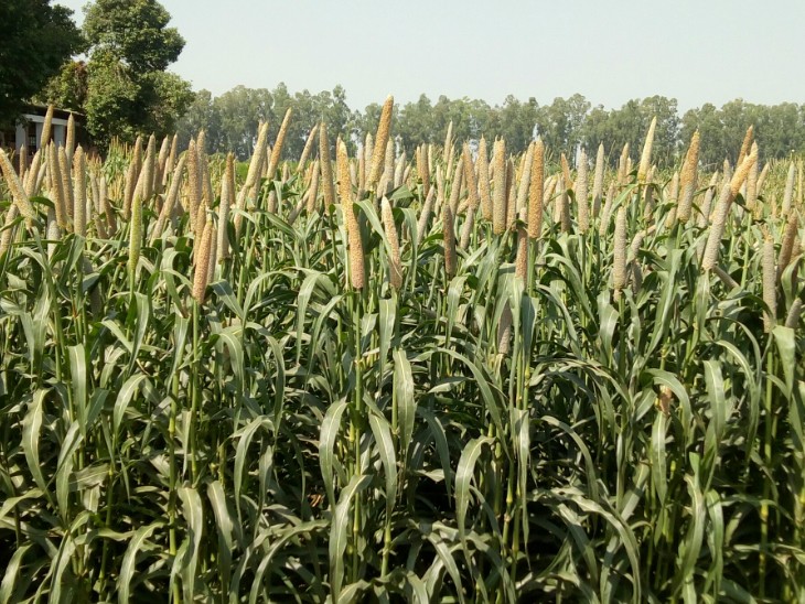 Hisar agri varsity to scale up millet hybrid seed production through private partnerships