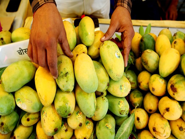 APEDA opens global market for GI-Tagged Rewa Sundarja mangoes with first commercial export to UAE