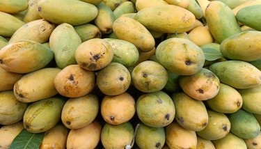 Plant this garden in barren land and get plentys fruits these is will he expert gives tips land here fruits these is will in get for profit..